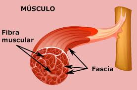 Fibras musculares y fascia